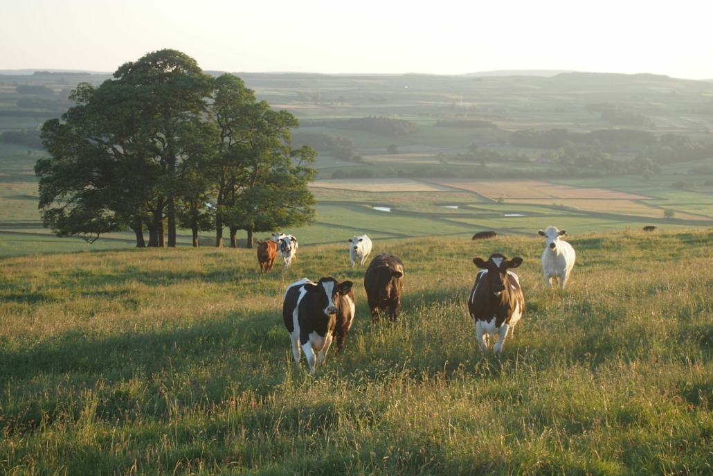 more_cows_jakob-cotton-UQJf6y91zZs-unsplash