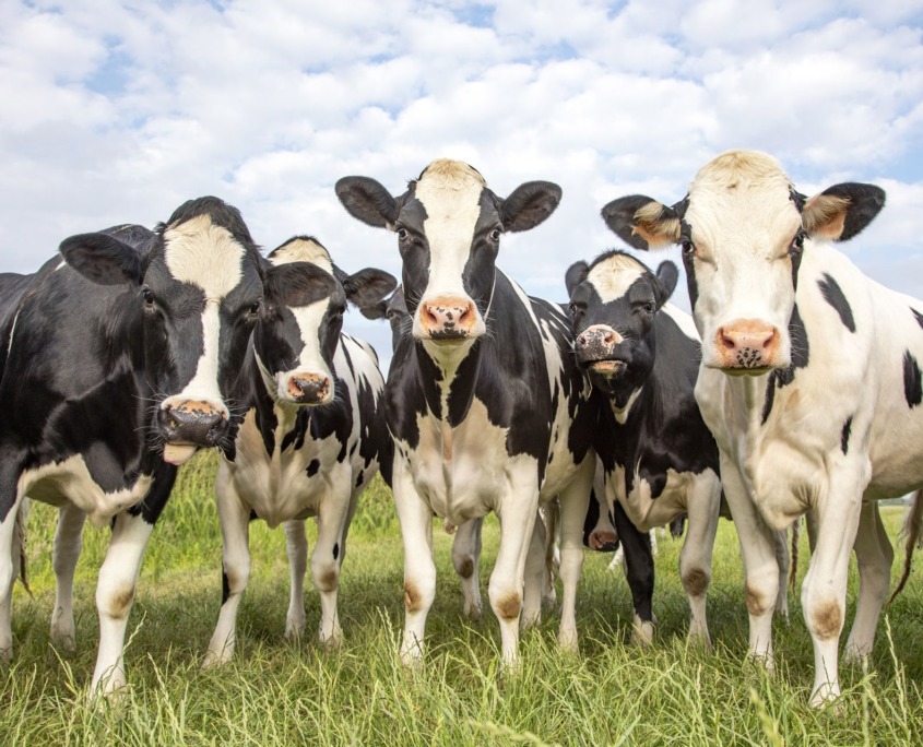 Investing in future energy nice_cow