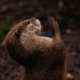 Otters are cute, too