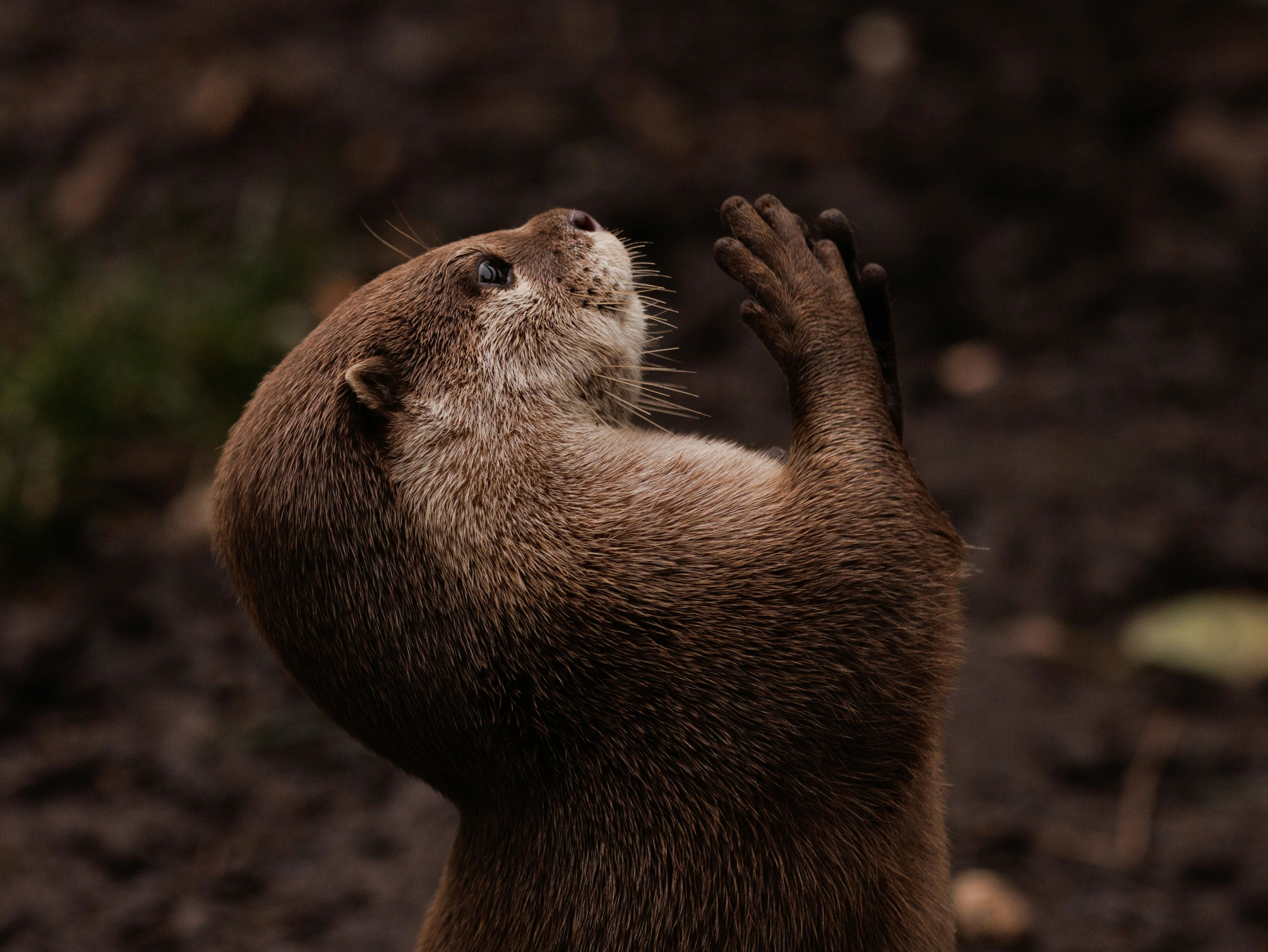 Otters are cute, too